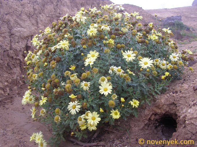 Image of plant Argyranthemum maderense