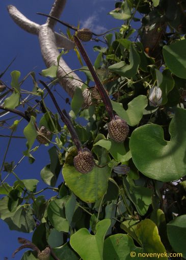 Image of plant Aristolochia ringens