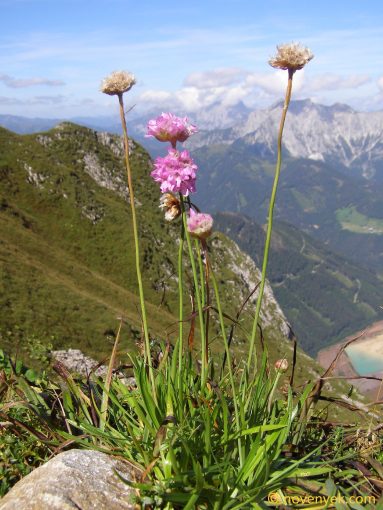 Image of plant Armeria alpina