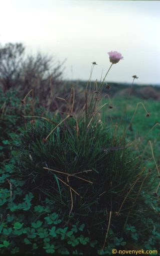 Image of plant Armeria pungens