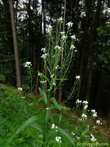 Image of plant Armoracia rusticana