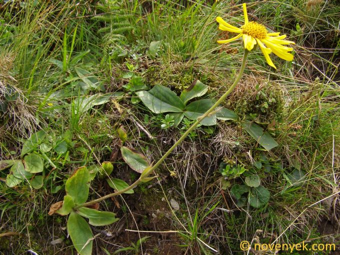 Image of plant Arnica montana