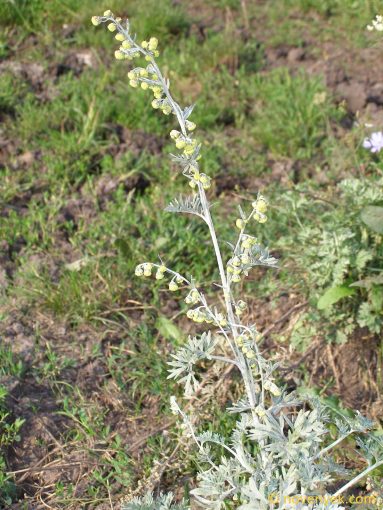 Image of plant Artemisia absinthium