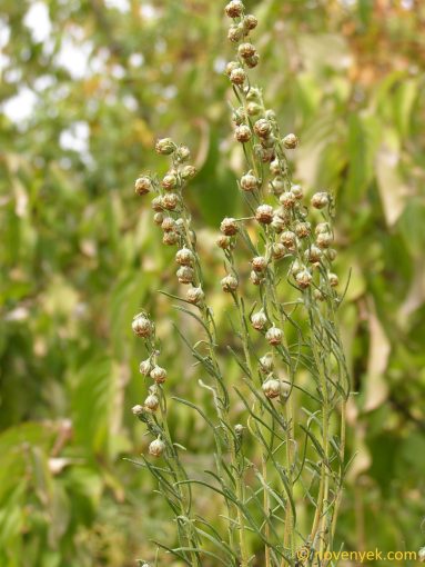 Image of plant Artemisia alba
