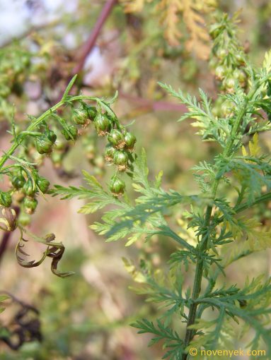 Image of plant Artemisia annua