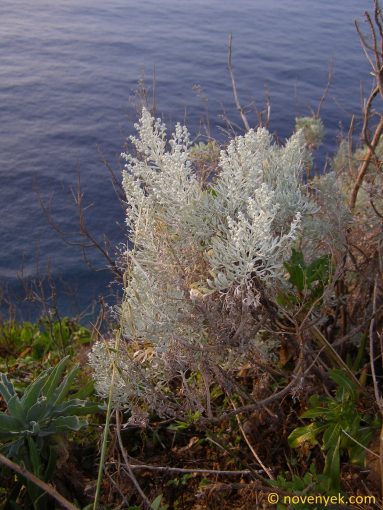 Image of plant Artemisia argentea