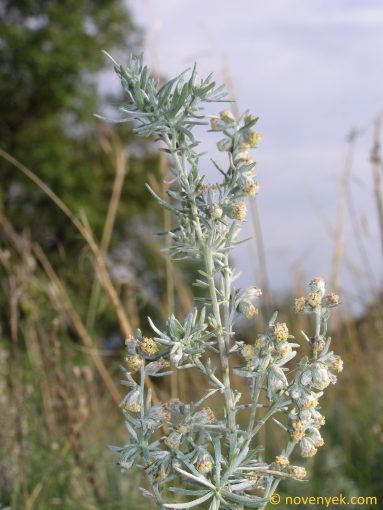 Image of plant Artemisia austriaca