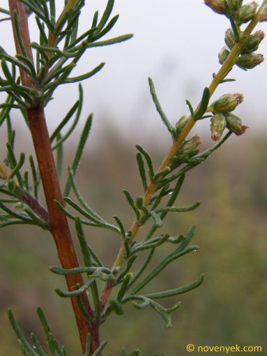 Image of plant Artemisia campestris
