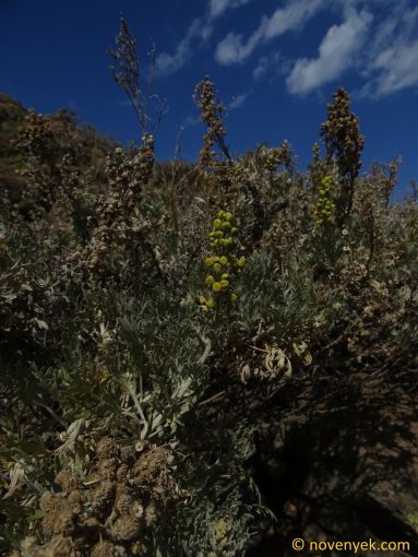 Image of plant Artemisia gorgonum