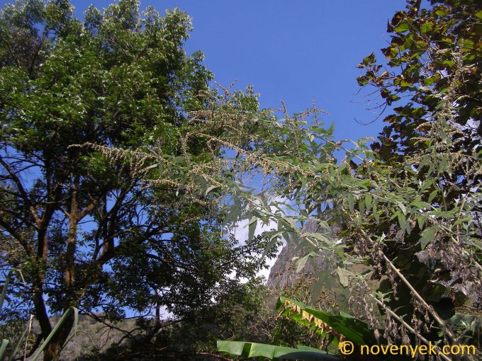 Image of plant Artemisia indica
