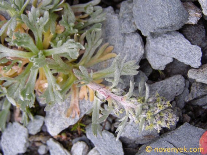 Image of plant Artemisia mutellina