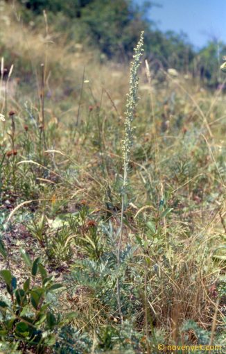 Image of plant Artemisia pancicii