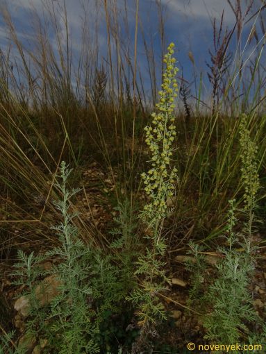 Image of plant Artemisia pontica
