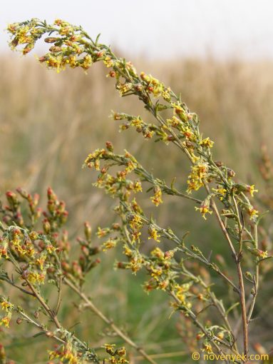 Image of plant Artemisia santonicum