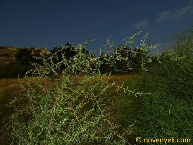 Image of plant Artemisia scoparia