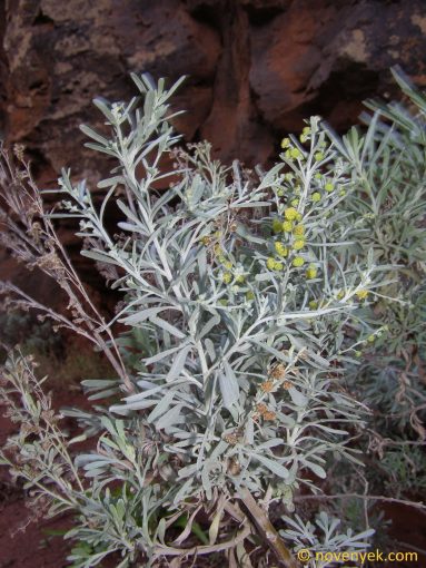 Image of plant Artemisia thuscula