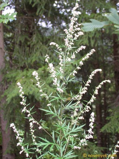Image of plant Artemisia vulgaris