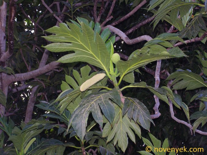 Image of plant Artocarpus altilis