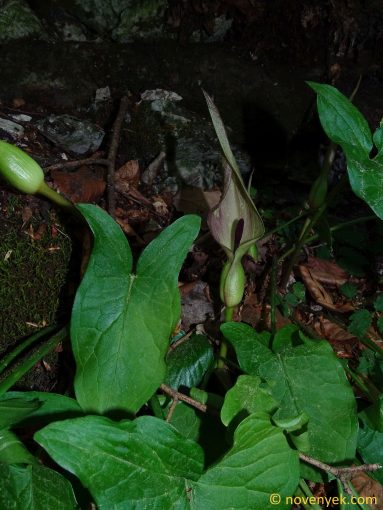 Image of plant Arum orientale