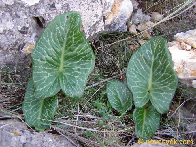 Image of plant Arum pictum