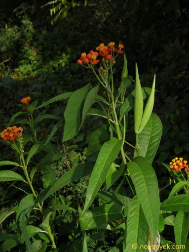 Image of plant Asclepias curassavica
