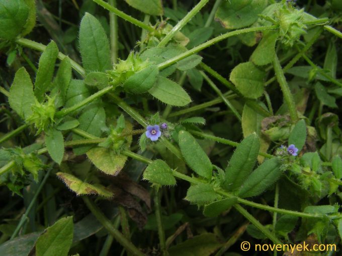 Image of plant Asperugo procumbens