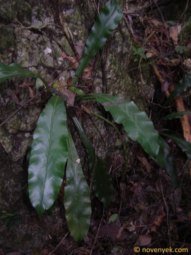 Image of plant Asplenium antrophyoides