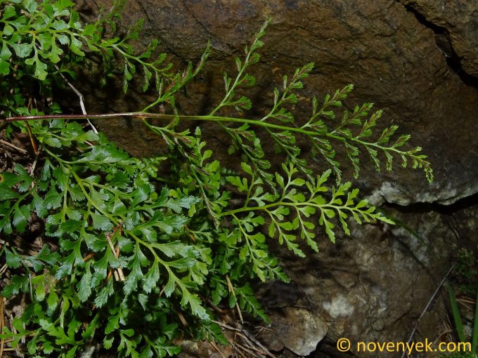 Image of plant Asplenium cuneifolium