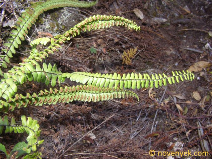 Image of plant Asplenium polyphyllum