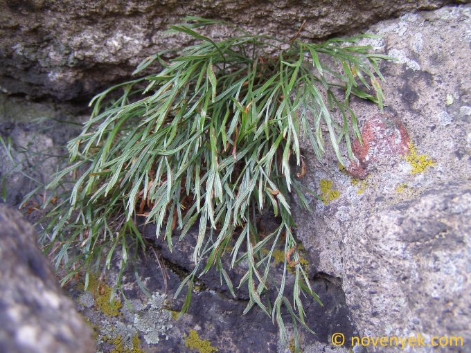 Image of plant Asplenium septentrionale