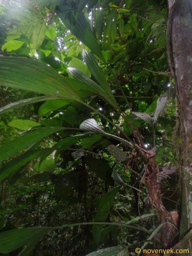 Image of plant Asplundia peruviana