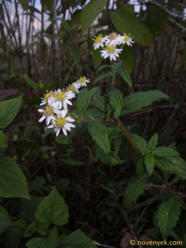 Image of plant Aster ageratoides