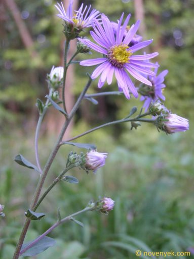 Image of plant Aster amellus