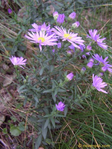 Image of plant Aster laevis