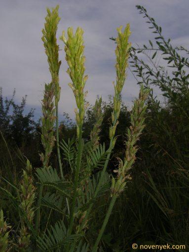 Image of plant Astragalus asper