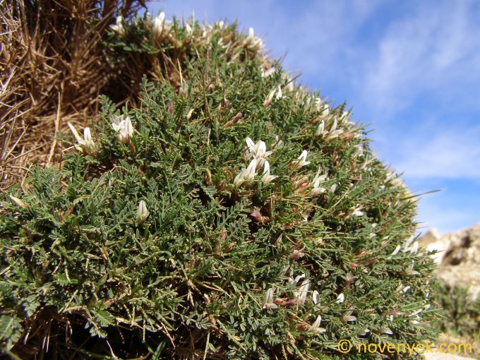 Image of plant Astragalus balearicus