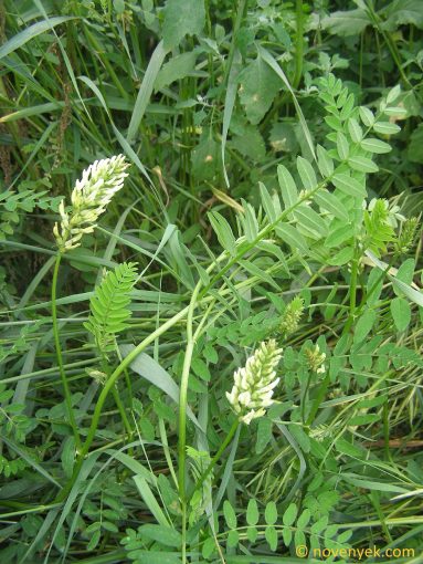 Image of plant Astragalus cicer