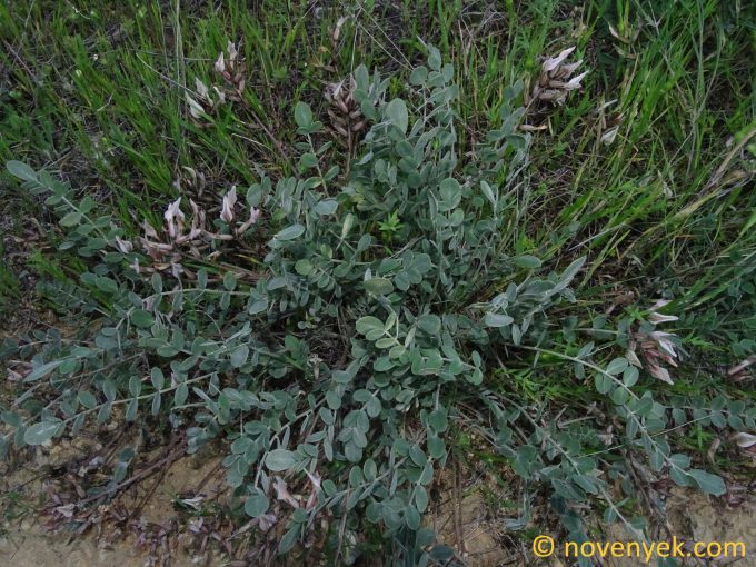 Image of plant Astragalus cyprius