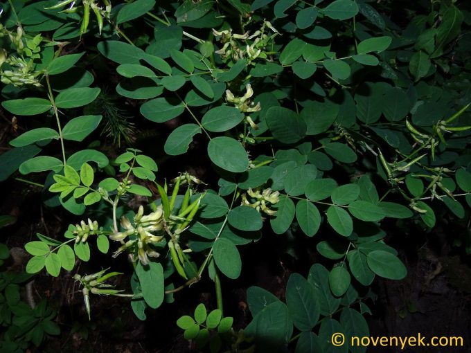 Image of plant Astragalus glycyphyllos