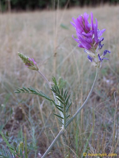 Image of plant Astragalus onobrychis