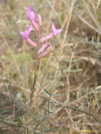 Image of plant Astragalus varius