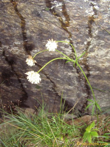 Image of plant Astrantia minor
