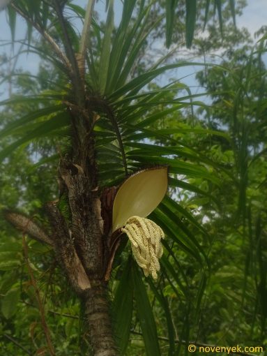 Image of plant Astrocaryum jauari