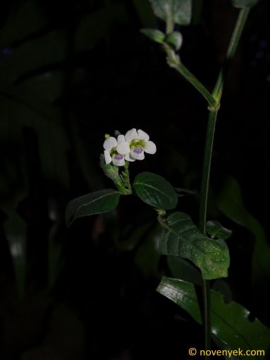 Image of plant Asystasia gangetica