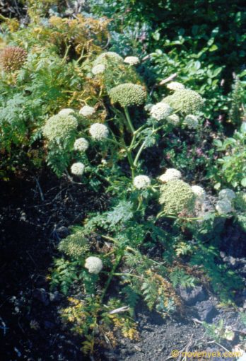 Image of plant Athamanta montana