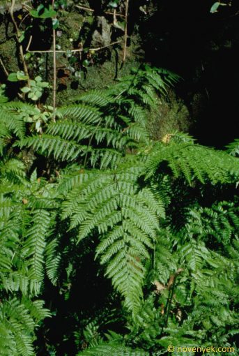 Image of plant Athyrium umbrosum