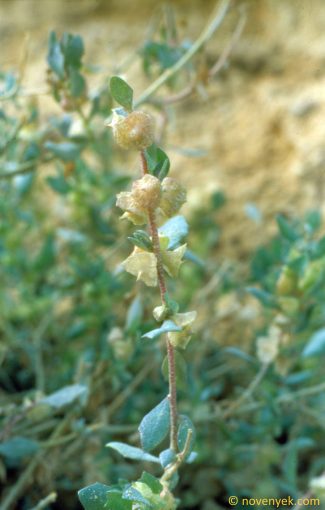 Image of plant Atriplex lindleyi