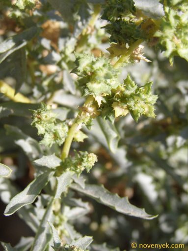 Image of plant Atriplex semilunaris