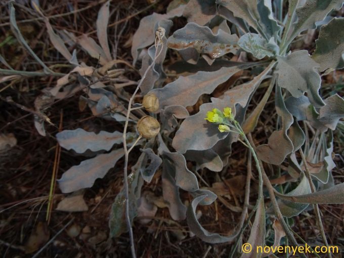 Image of plant Aurinia sinuata