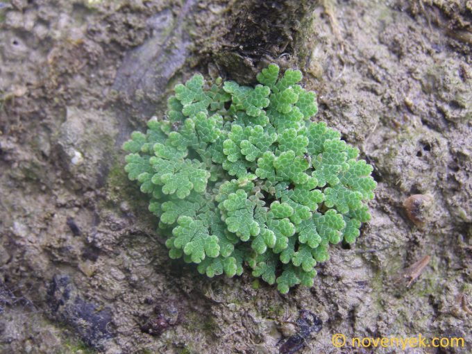 Image of plant Azolla filiculoides